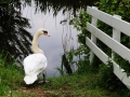 Swan_what_are_you_looking_at
