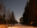 forrest_by_night